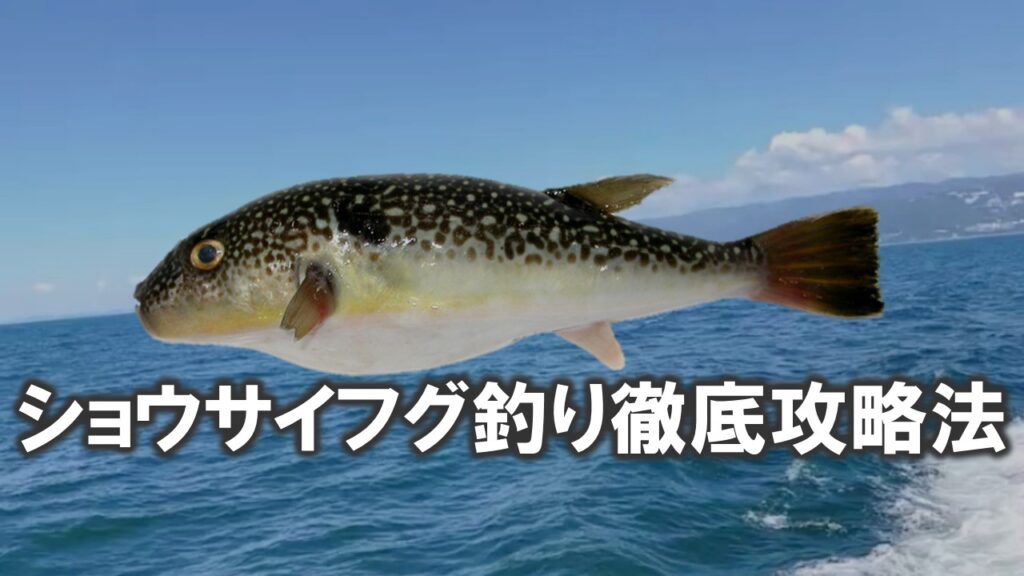 ショウサイフグ釣り徹底攻略法！旬の味覚、ショウサイフグの釣り方や仕掛けを解説！