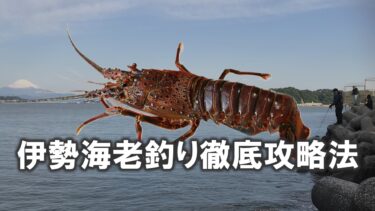 伊勢海老（イセエビ）釣り徹底攻略法！初心者でも簡単に釣れるコツを解説